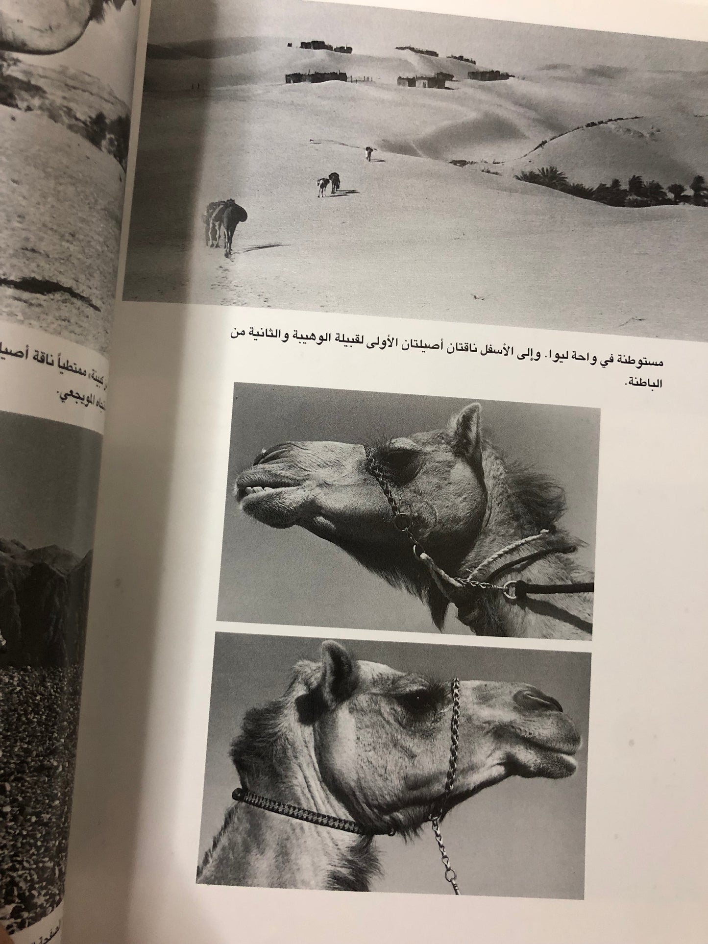 الرمال العربية : ويلفرد ثيسجر الملقب مبارك بن لندن
