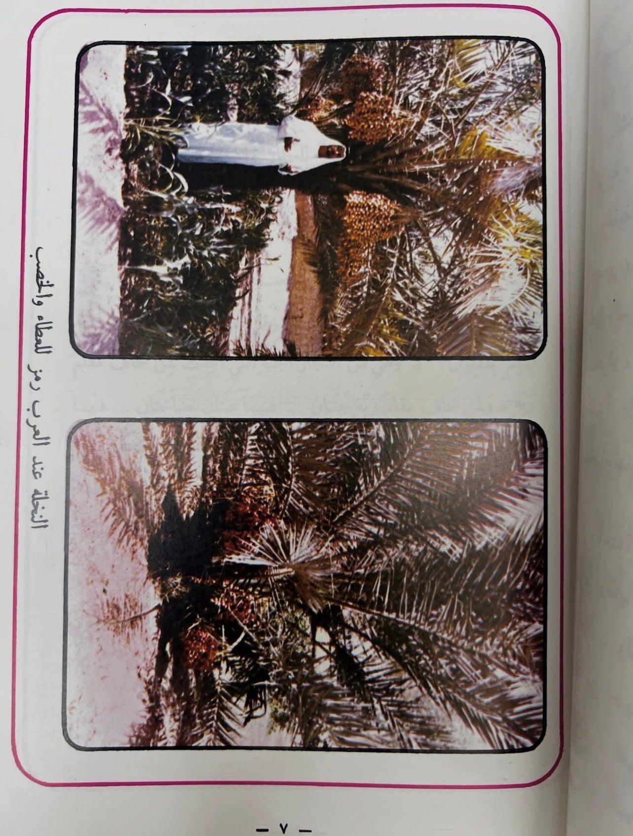  من تراثنا النخيل في دولة الإمارات