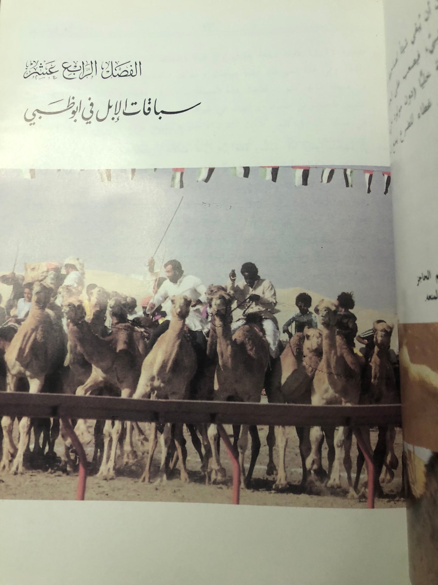 الإبل العربية الأصيلة