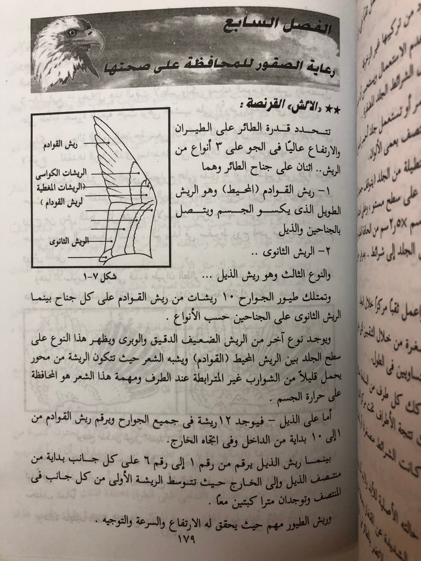 الصقارة وتدريب الصقور وطرق تنفيذ مهمات الصقور