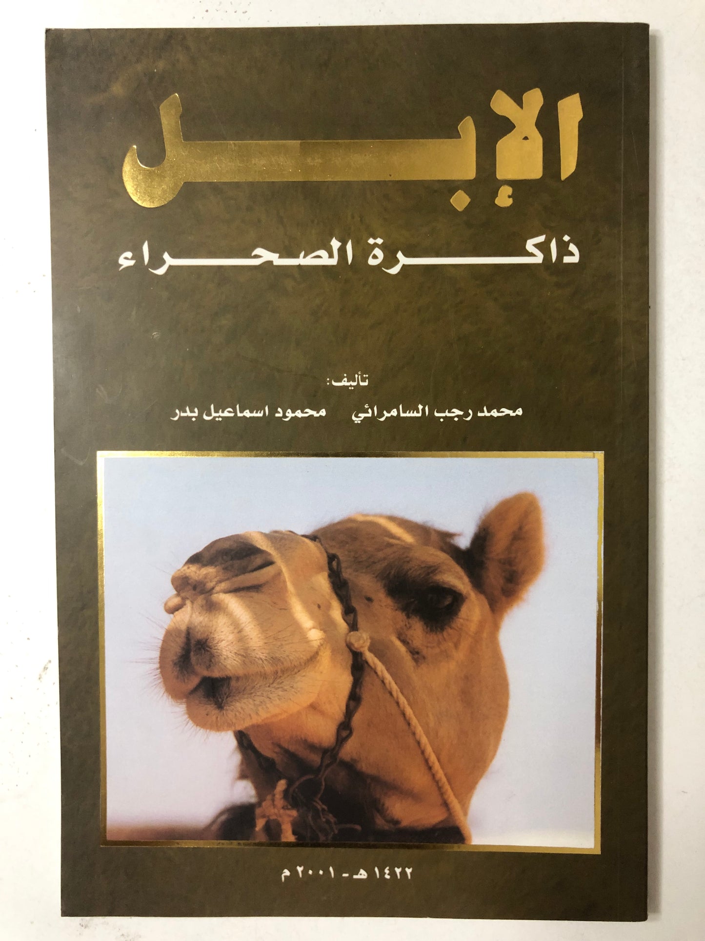الإبل ذاكرة الصحراء
