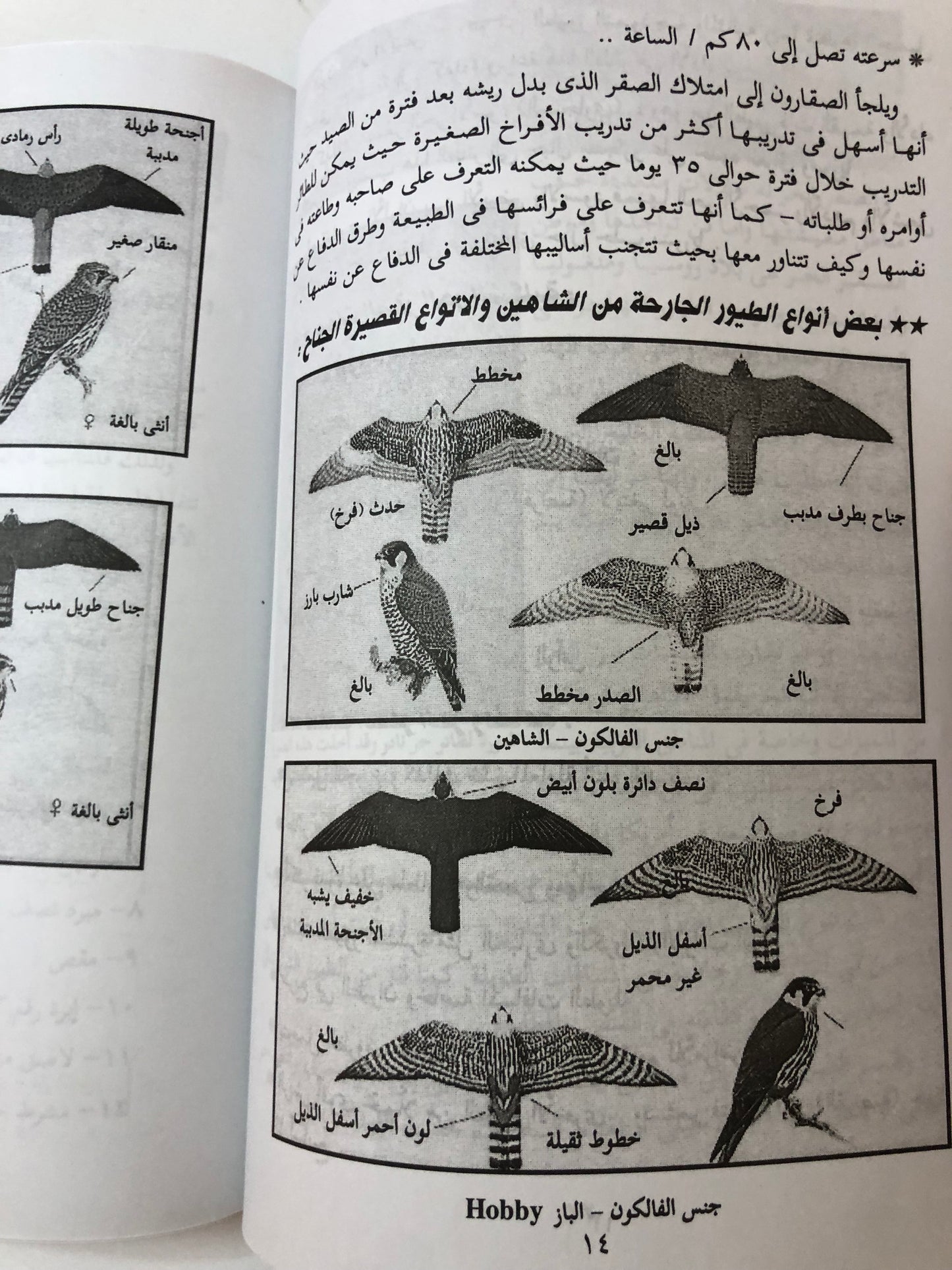 الصقارة وتدريب الصقور وطرق تنفيذ مهمات الصقور