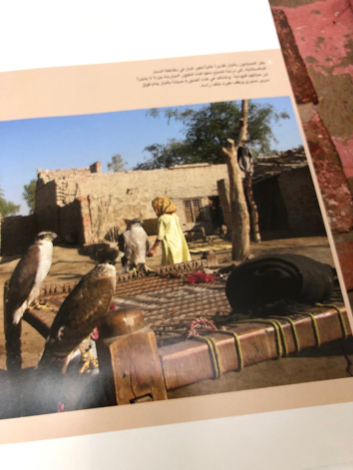 الصقارة احتفاء بتراث حي : طبعة فاخرة