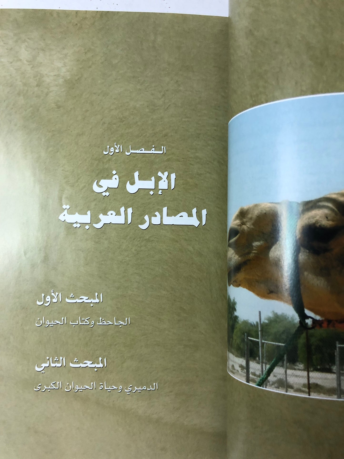 الإبل ذاكرة الصحراء