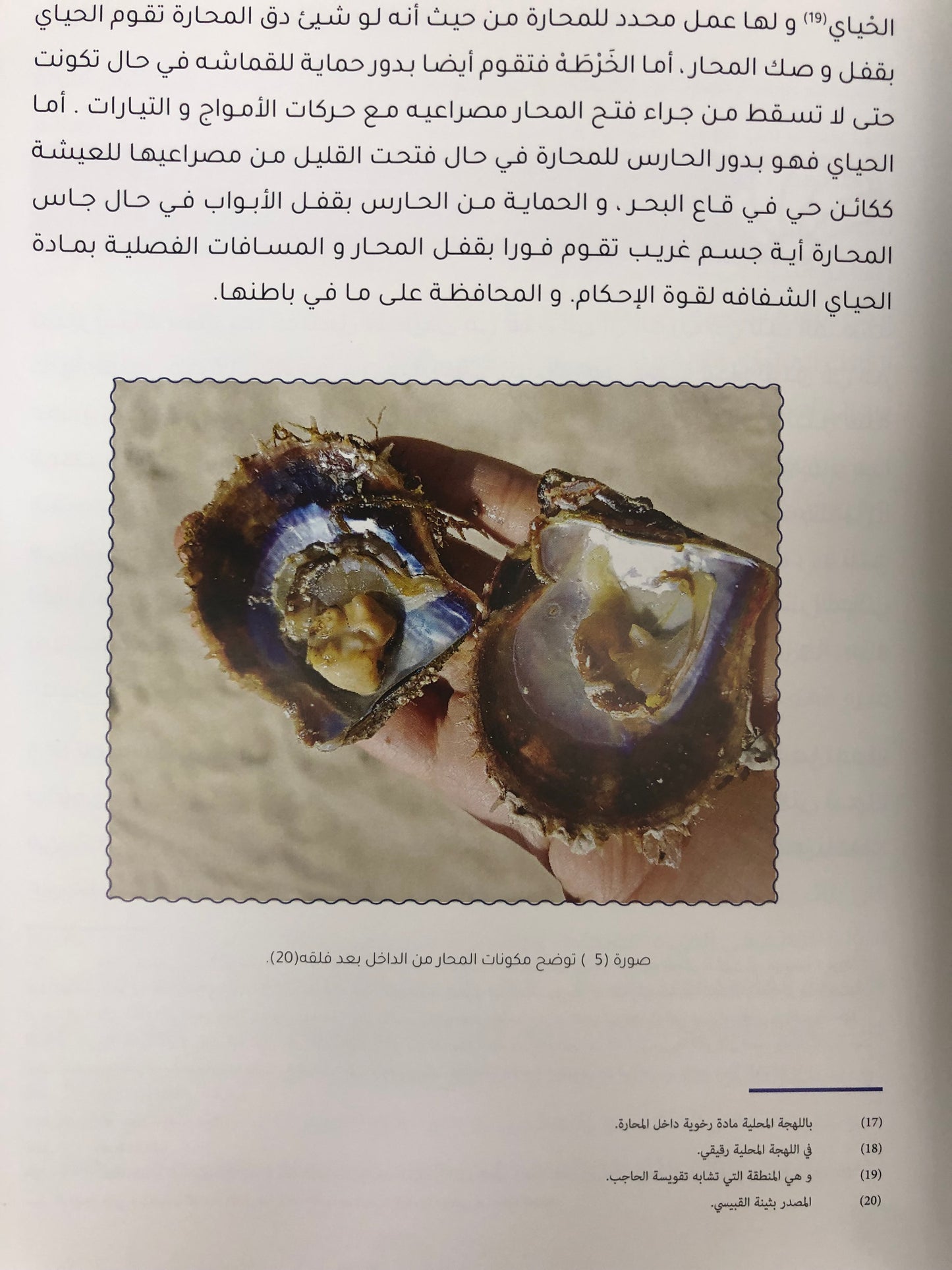  دلما قلب بنك اللؤلؤ النابض : تاريخ اللؤلؤ ودلما عاصمة الغوص وأول مركز تجاري منبثقا للعالم