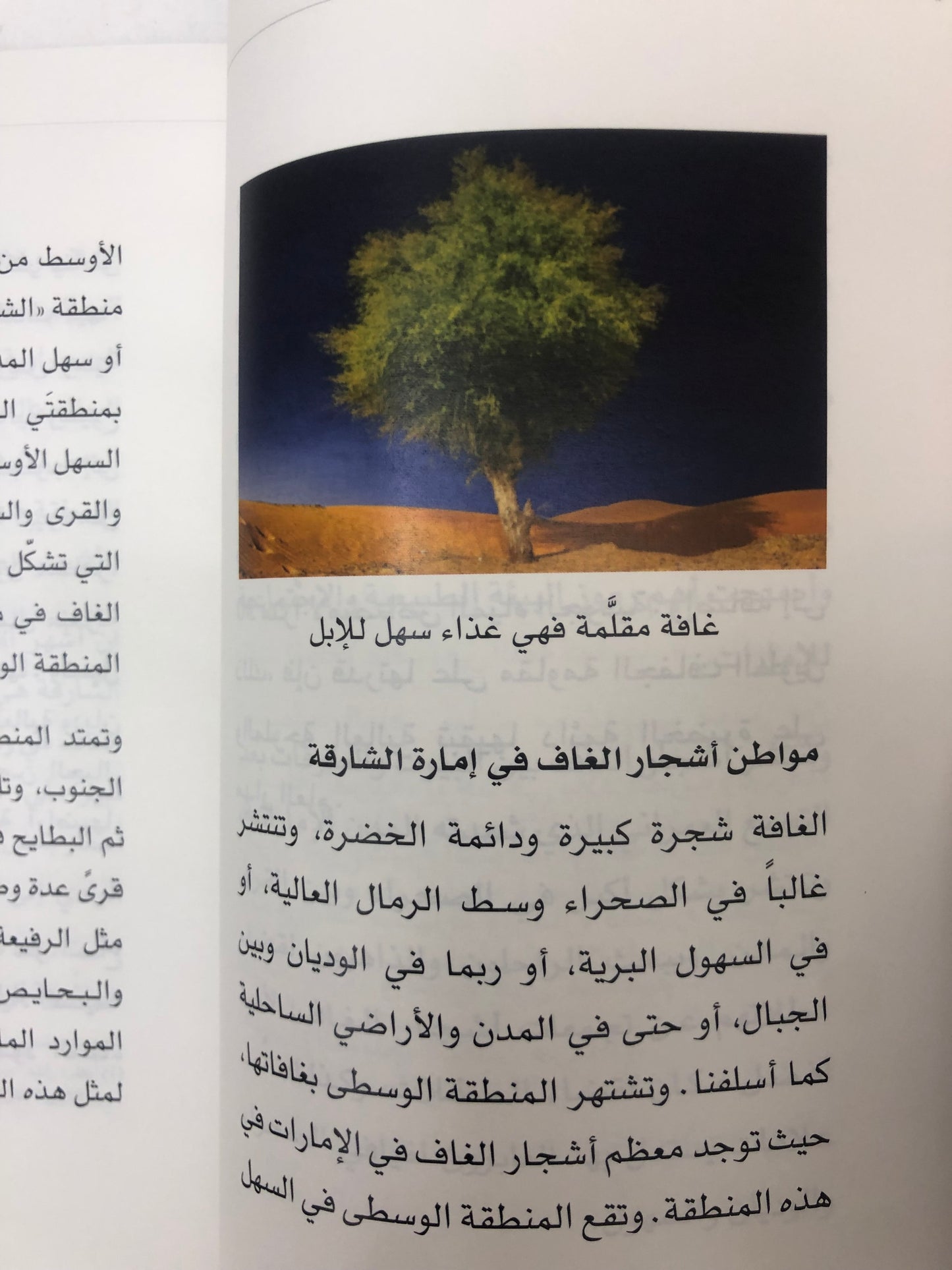 عيدان الغاف في الشارقة ومحيطها مسمياتها ومواقعها