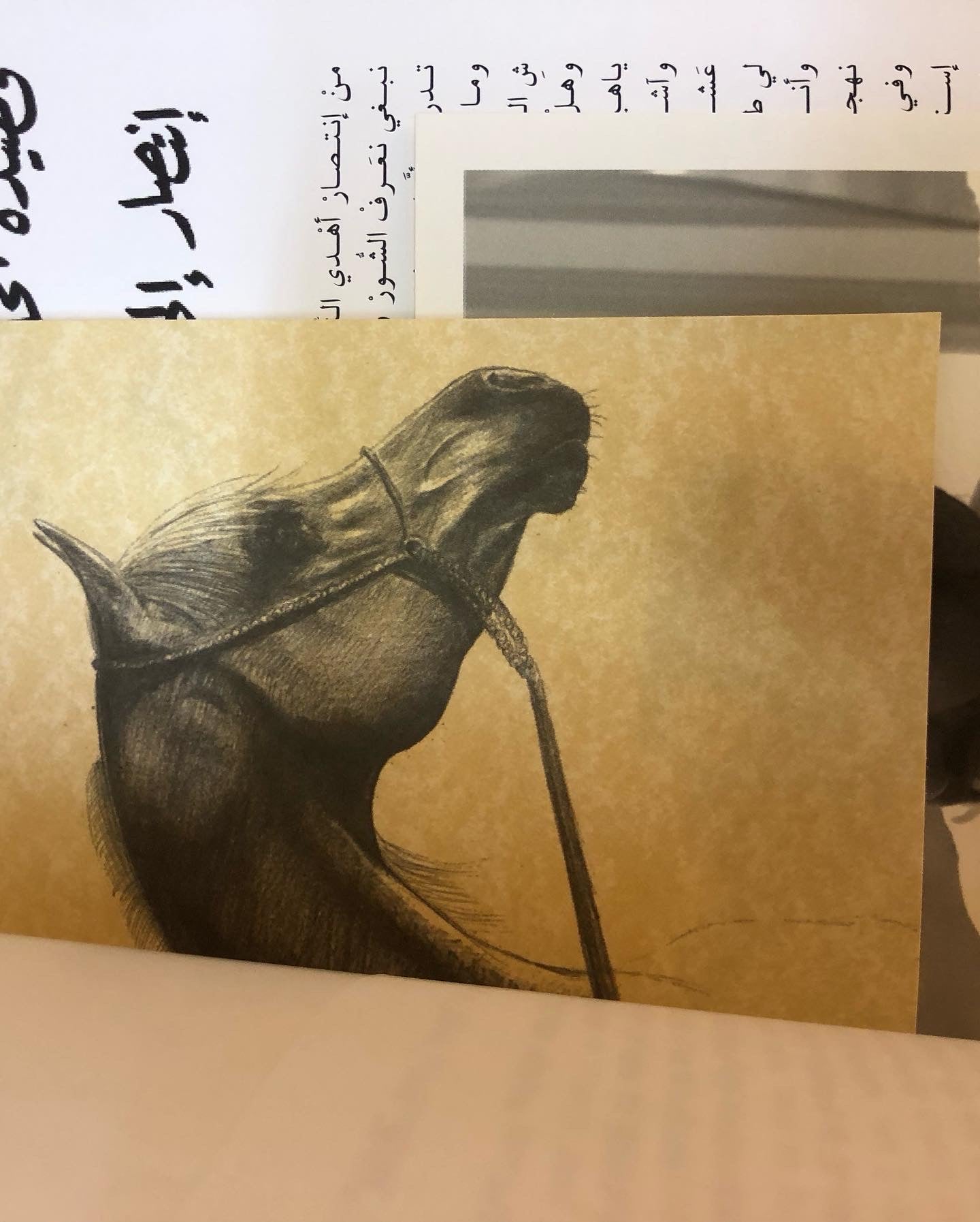 قصائدي في حب الخيل : محمد بن راشد آل مكتوم