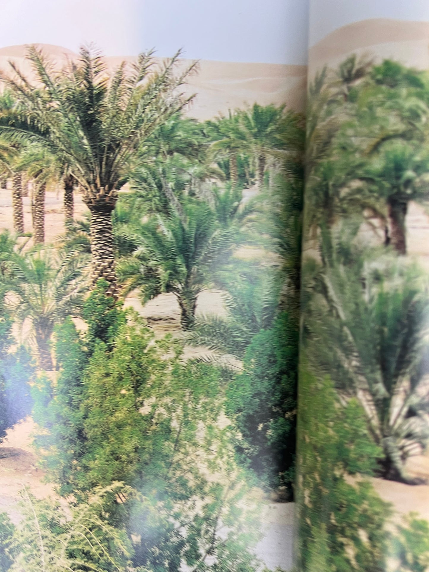 ⁨ التصنيف النباتي والوصف المورفولوجي والتركيب التشريحي لنخلة التمر