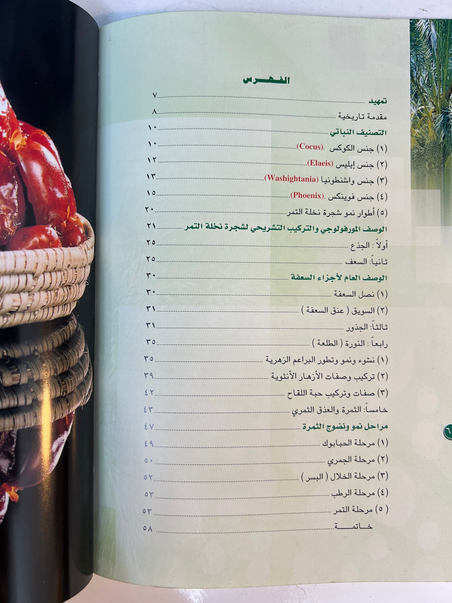 ⁨ التصنيف النباتي والوصف المورفولوجي والتركيب التشريحي لنخلة التمر