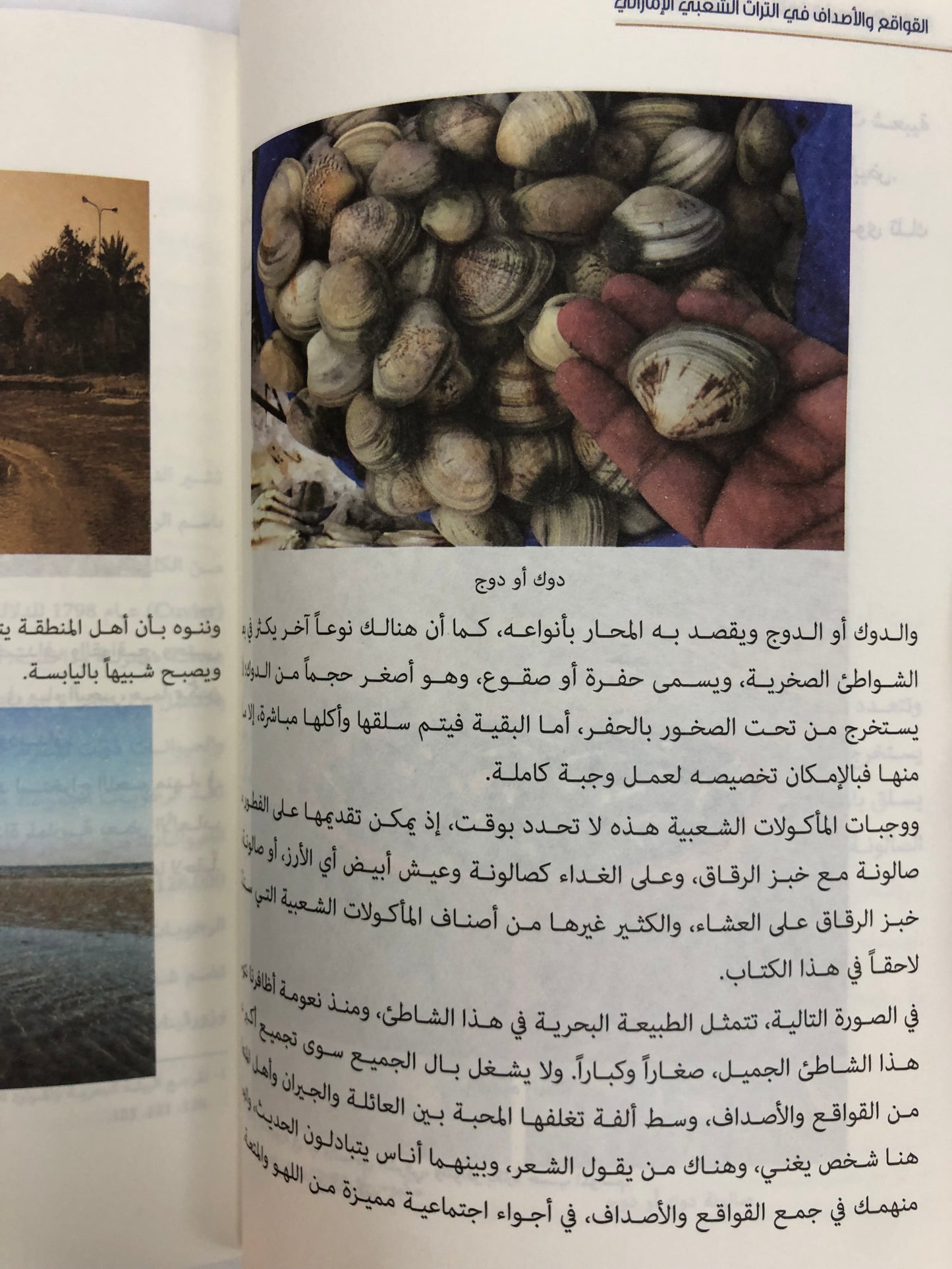 ‎القواقع والأصداف في التراث الشعبي الإماراتي