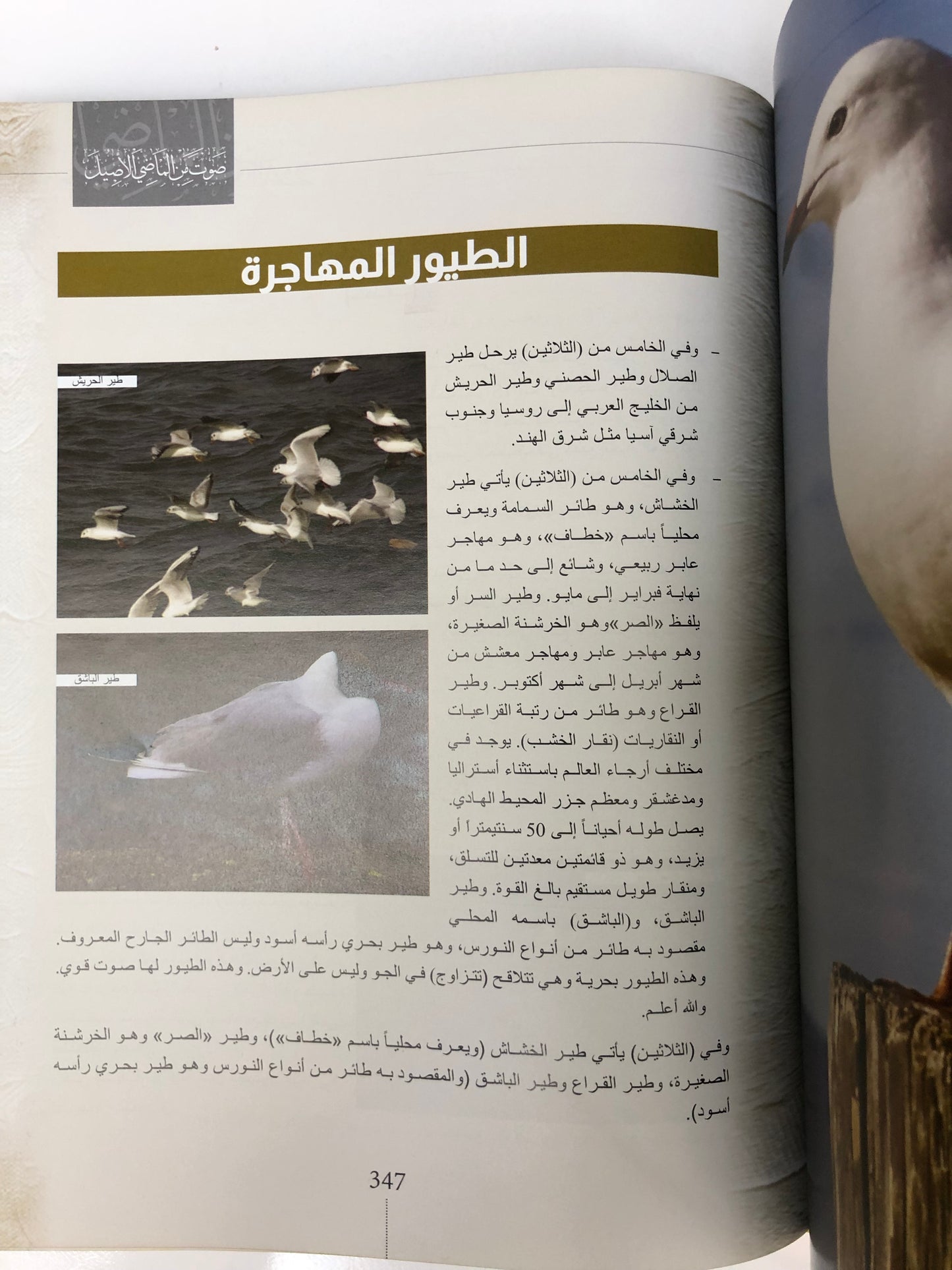 حسابات سهيل وحسابات الدرور : صوت من الماضي الجميل (مجلد)