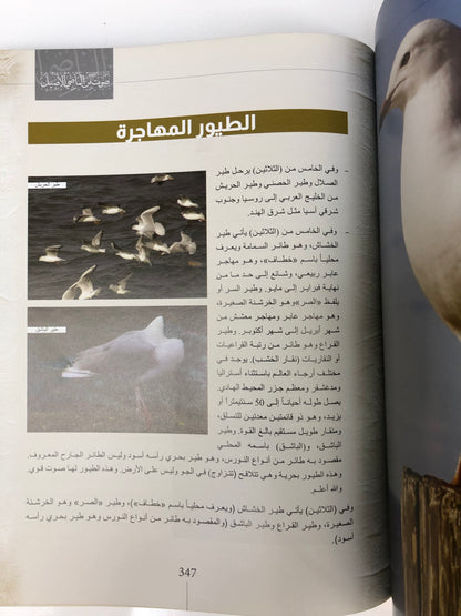 حسابات سهيل وحسابات الدرور : صوت من الماضي الجميل (مجلد)