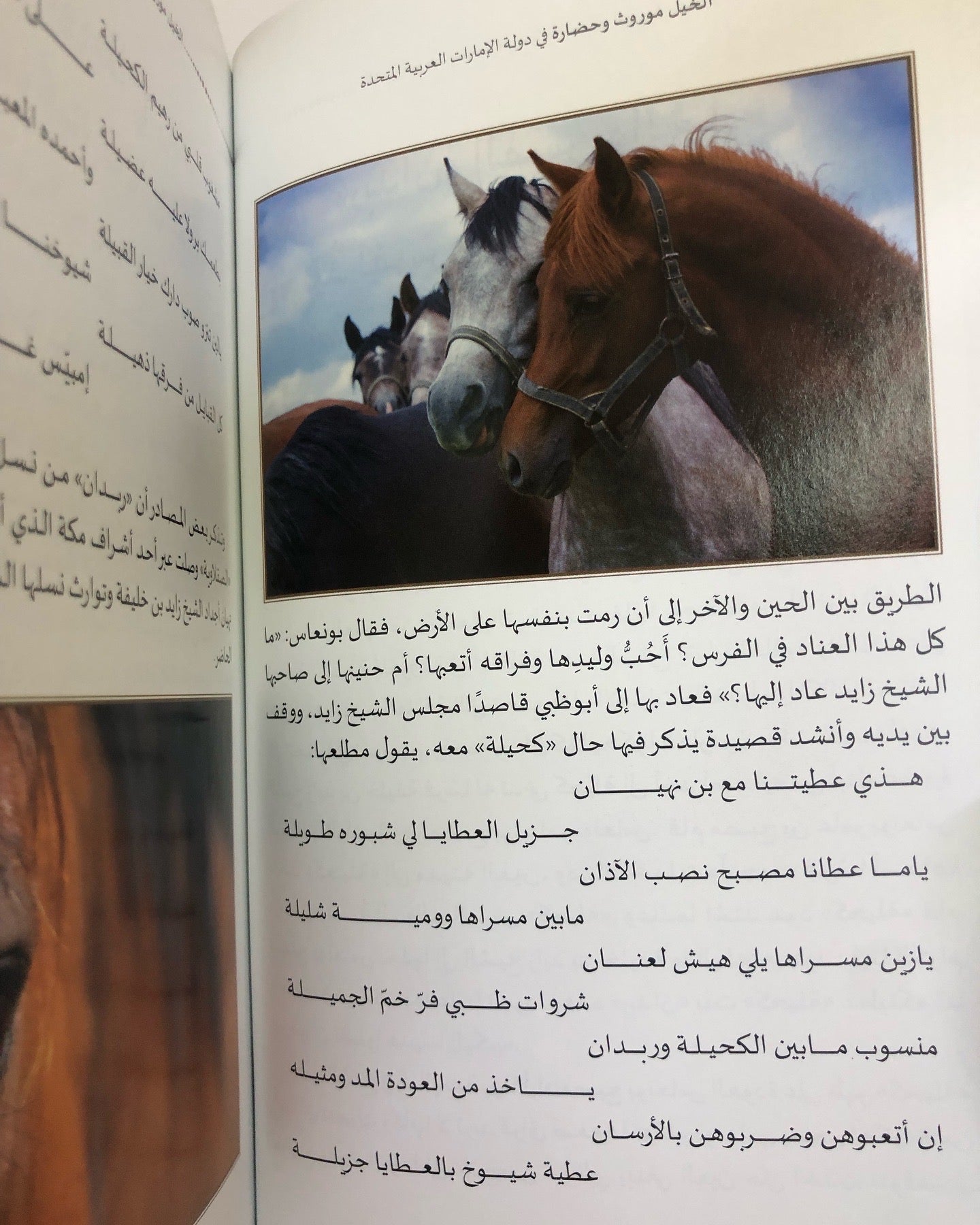 الخيل موروث وحضارة في دولة الإمارات