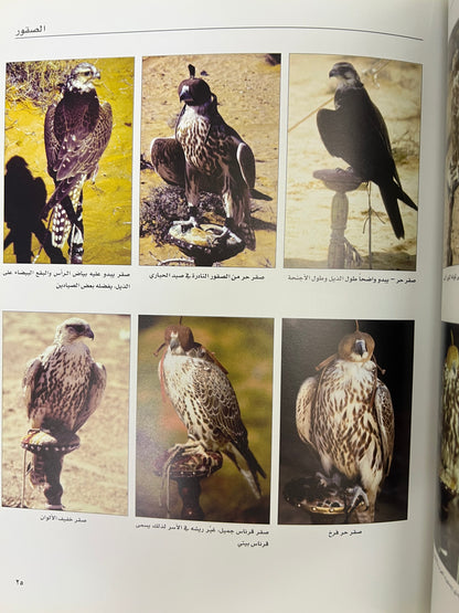 رياضة الصيد بالصقور عند العرب