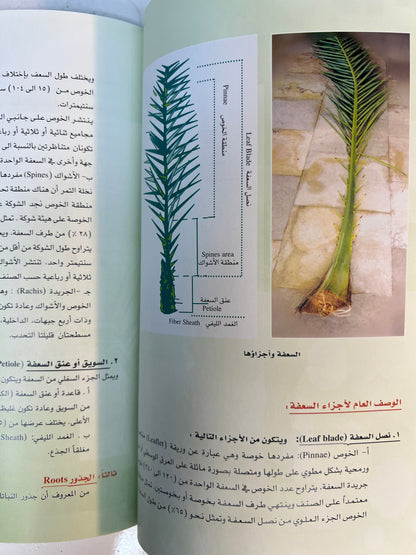 ⁨ التصنيف النباتي والوصف المورفولوجي والتركيب التشريحي لنخلة التمر
