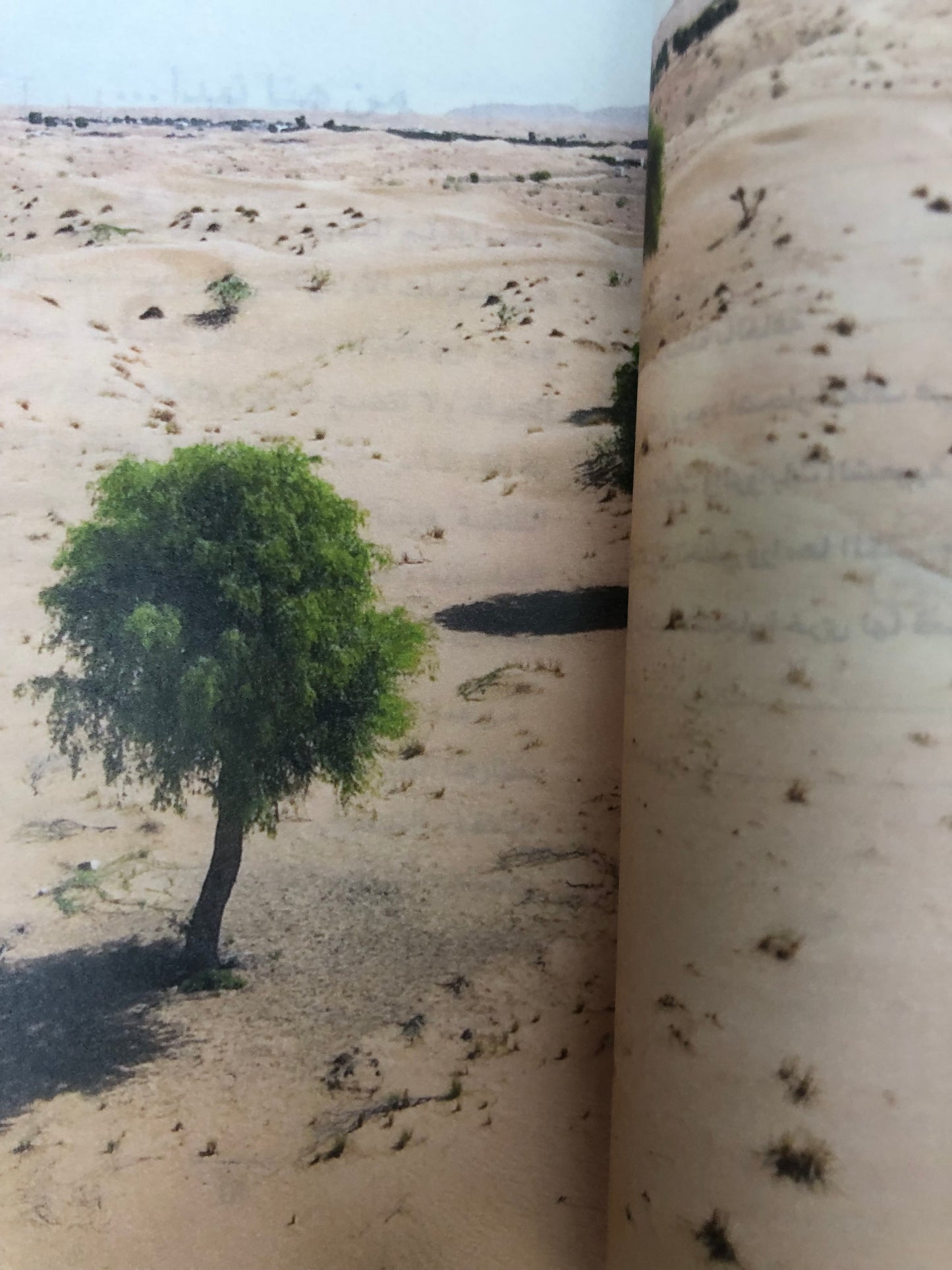 ⁨ غافات كنوغة : نبض المكان وذاكرة الزمان
