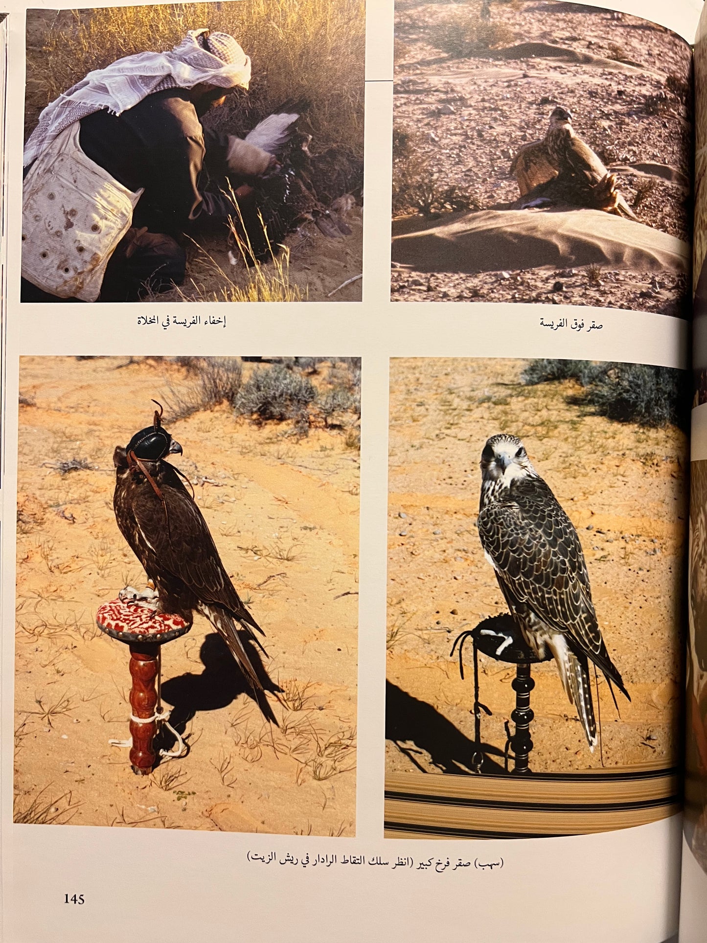 ⁨ رياضة الصيد بالصقور عند العرب : تاريخ لطريقة حياة